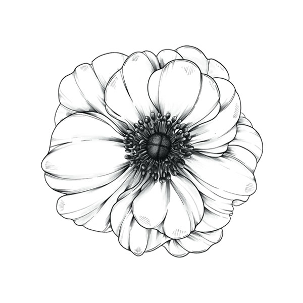 Blume_Outlines